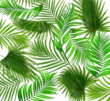 Green leaves of palm tree on white background clipart
