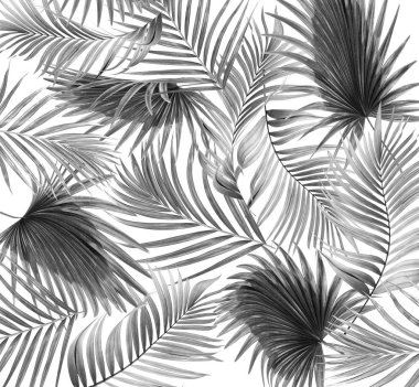 Beyaz arkaplanda palmiye yaprakları