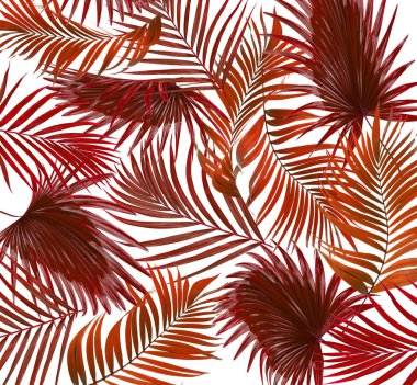 Beyaz arkaplanda palmiye yaprakları