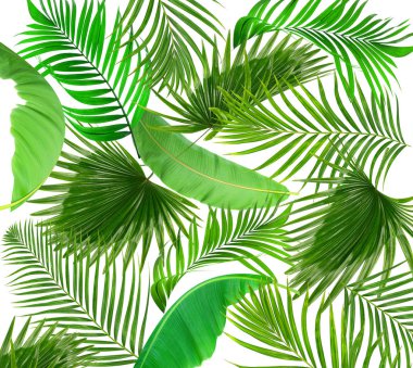 Beyaz arkaplanda yeşil palmiye yaprakları