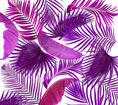 Beyaz arkaplanda palmiye yaprakları