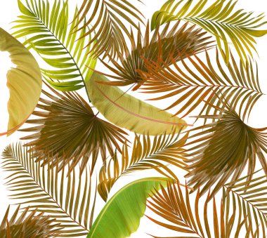 Beyaz arkaplanda palmiye yaprakları