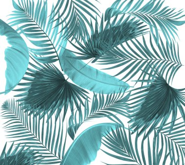 Beyaz arkaplanda palmiye yaprakları