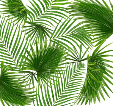Beyaz arkaplanda yeşil palmiye yaprakları