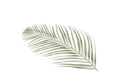 Beyaz arkaplanda izole edilmiş yeşil palmiye yaprakları