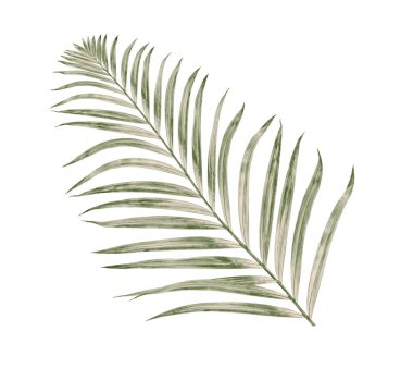 Beyaz arkaplanda izole edilmiş yeşil palmiye yaprakları