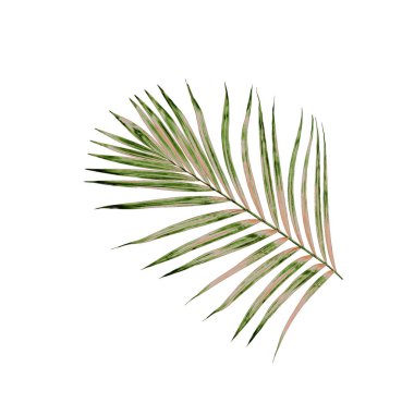 Beyaz arkaplanda izole edilmiş yeşil palmiye yaprakları
