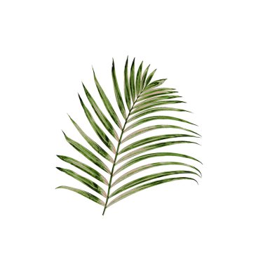 Beyaz arkaplanda izole edilmiş yeşil palmiye yaprakları