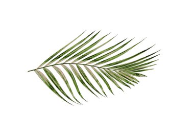 Beyaz arkaplanda izole edilmiş yeşil palmiye yaprakları