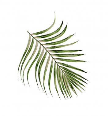 Beyaz arkaplanda izole edilmiş yeşil palmiye yaprakları