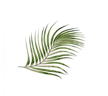 Beyaz arkaplanda izole edilmiş yeşil palmiye yaprakları