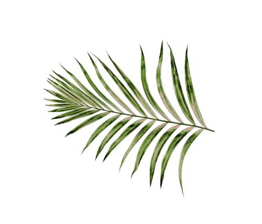 Beyaz arkaplanda izole edilmiş yeşil palmiye yaprakları