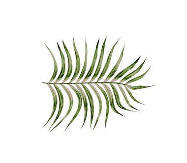 Beyaz arkaplanda izole edilmiş yeşil palmiye yaprakları