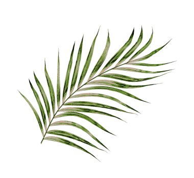 Beyaz arkaplanda izole edilmiş yeşil palmiye yaprakları