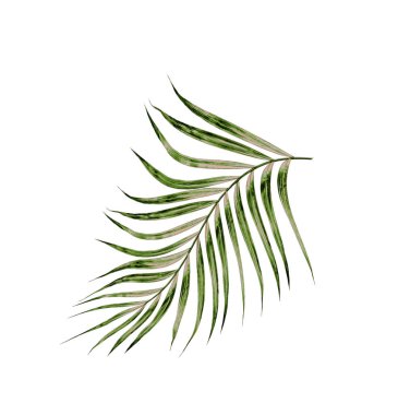Beyaz arkaplanda izole edilmiş yeşil palmiye yaprakları