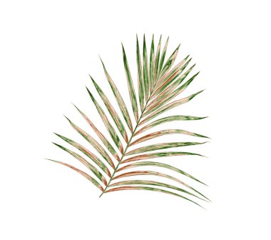 Beyaz arkaplanda izole edilmiş yeşil palmiye yaprakları