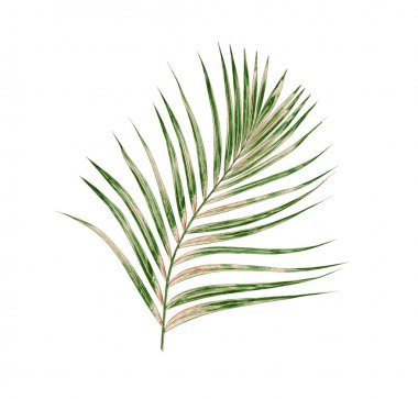 Beyaz arkaplanda izole edilmiş yeşil palmiye yaprakları