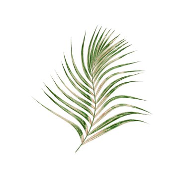 Beyaz arkaplanda izole edilmiş yeşil palmiye yaprakları