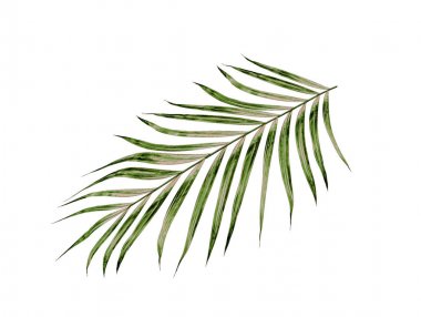 Beyaz arkaplanda izole edilmiş yeşil palmiye yaprakları