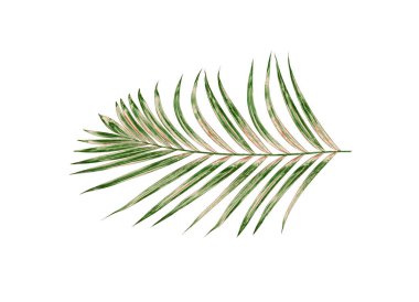 Beyaz arkaplanda izole edilmiş yeşil palmiye yaprakları