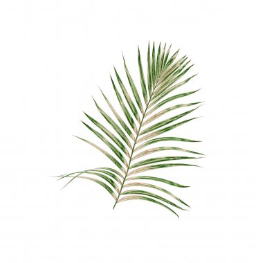 Beyaz arkaplanda izole edilmiş yeşil palmiye yaprakları