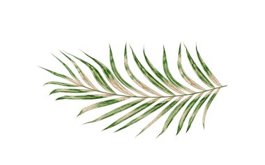 Beyaz arkaplanda izole edilmiş yeşil palmiye yaprakları