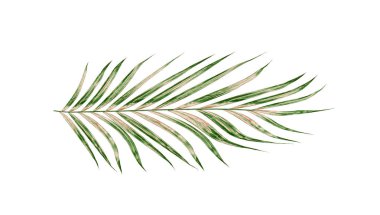 Beyaz arkaplanda izole edilmiş yeşil palmiye yaprakları