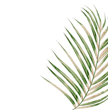Beyaz arkaplanda izole edilmiş yeşil palmiye yaprakları