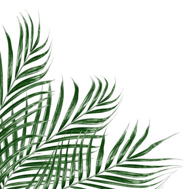 Beyaz arkaplanda izole edilmiş yeşil palmiye yaprakları