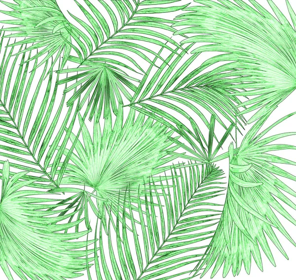 Zöld Levelek Pálmafa Fehér Háttér — Stock Fotó