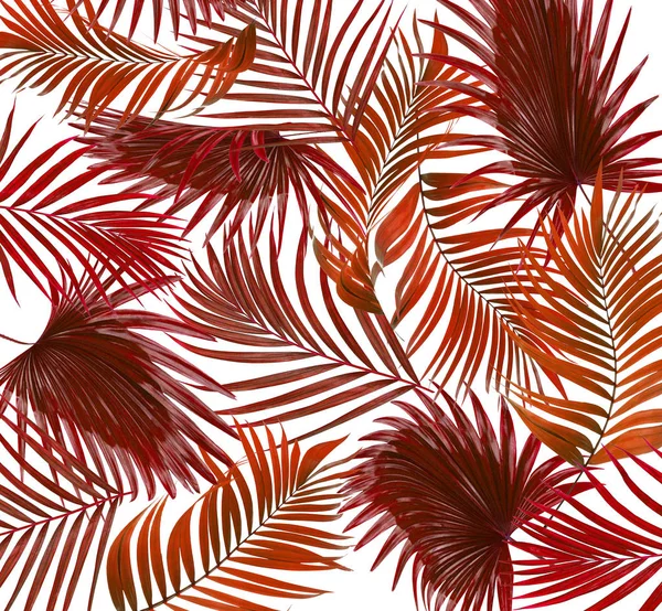 Beyaz arkaplanda palmiye yaprakları