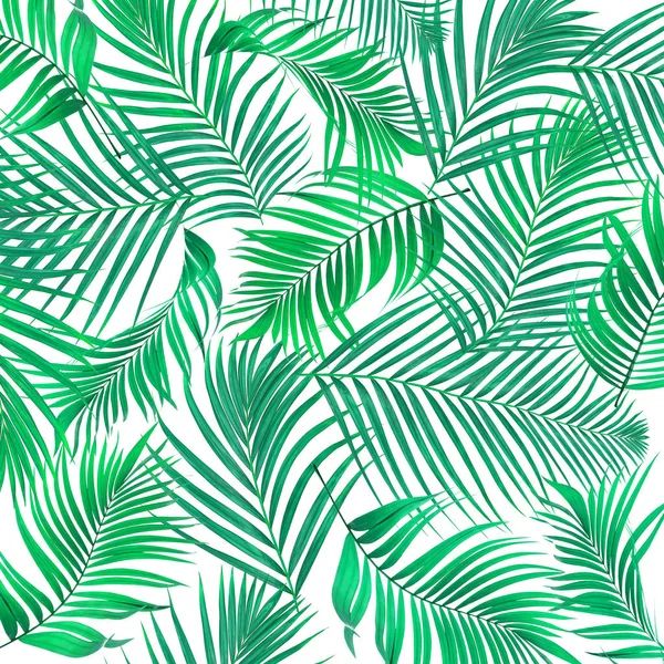 Beyaz arkaplanda yeşil palmiye yaprakları