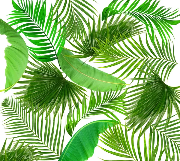 Beyaz arkaplanda yeşil palmiye yaprakları