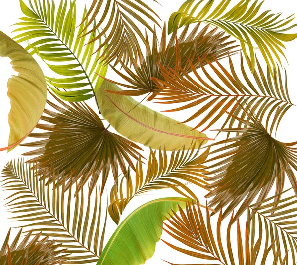Beyaz arkaplanda palmiye yaprakları