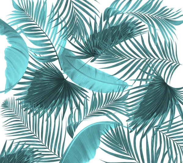 Beyaz arkaplanda palmiye yaprakları