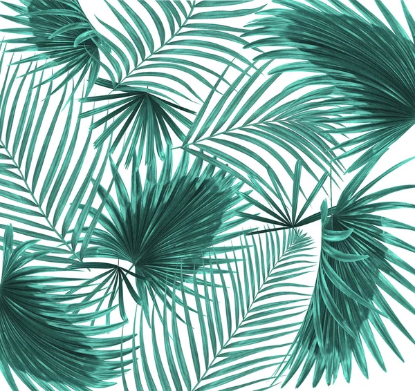 Beyaz arkaplanda palmiye yaprakları