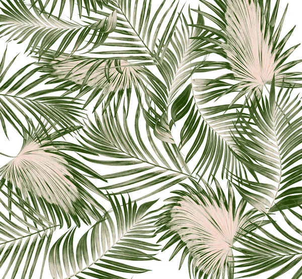 Beyaz arkaplanda yeşil palmiye yaprakları