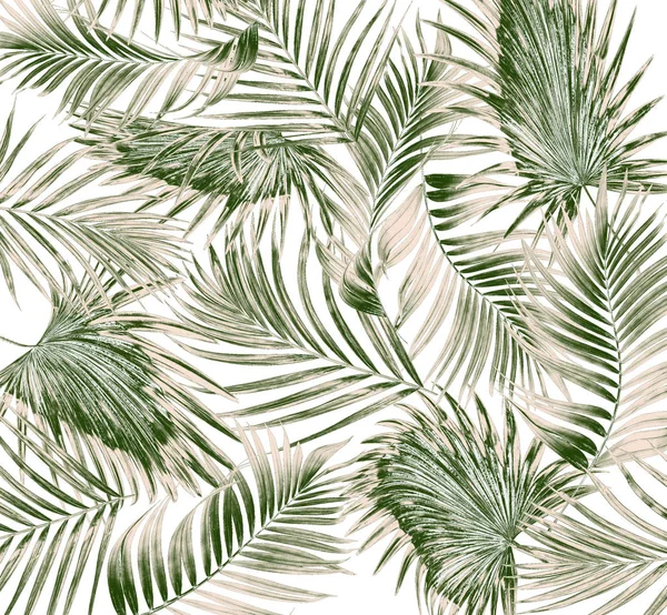 Beyaz arkaplanda yeşil palmiye yaprakları