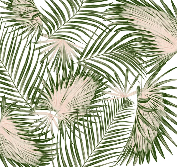 白い背景にヤシの木の緑の葉 — ストック写真