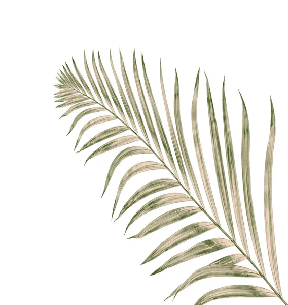 Beyaz arkaplanda izole edilmiş yeşil palmiye yaprakları