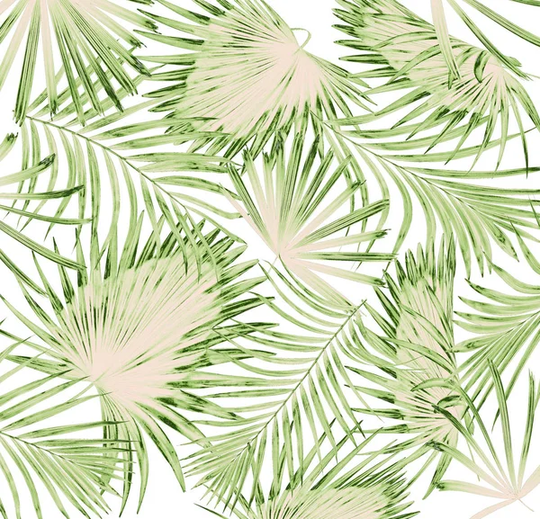 Beyaz arkaplanda yeşil palmiye yaprakları