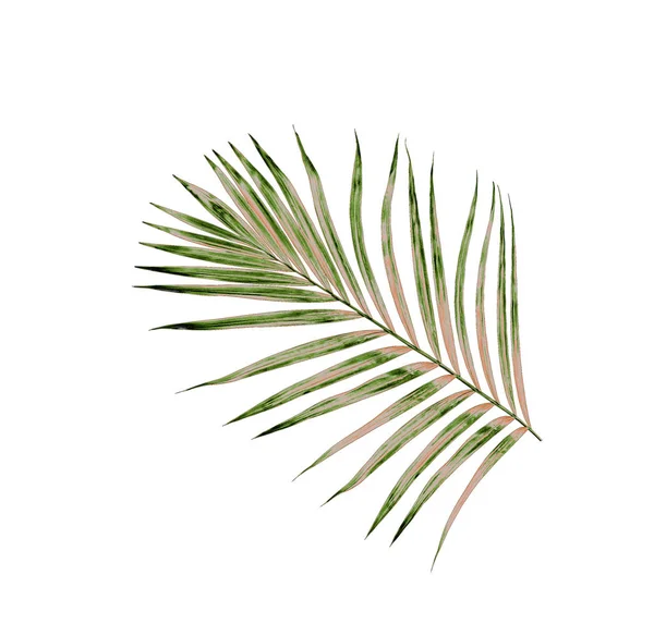 Beyaz arkaplanda izole edilmiş yeşil palmiye yaprakları
