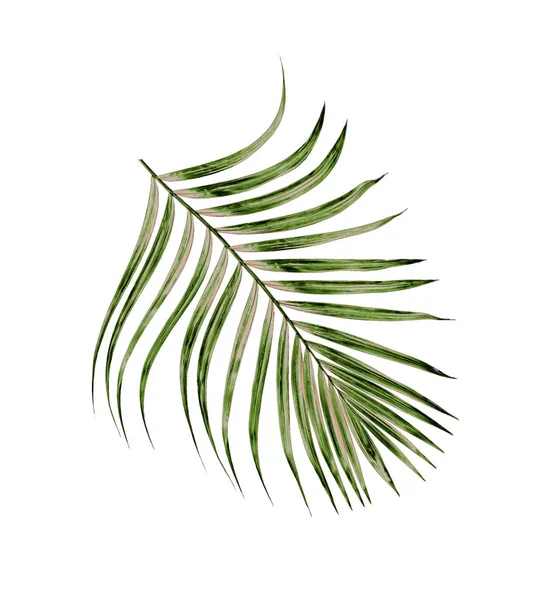 Beyaz arkaplanda izole edilmiş yeşil palmiye yaprakları