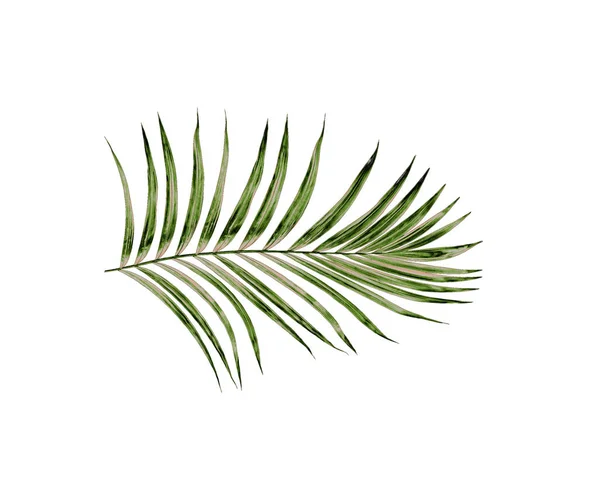 Green Leaves Palm Tree Isolated White Background — Stock Photo, Image