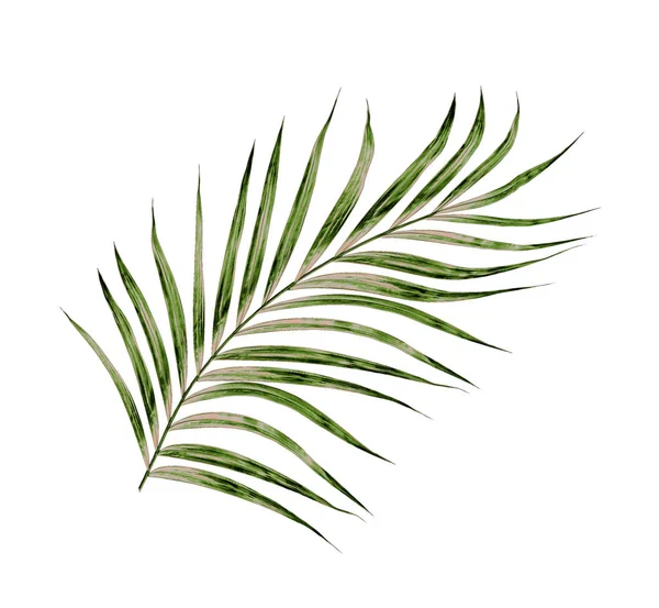 Beyaz arkaplanda izole edilmiş yeşil palmiye yaprakları