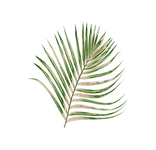Beyaz arkaplanda izole edilmiş yeşil palmiye yaprakları