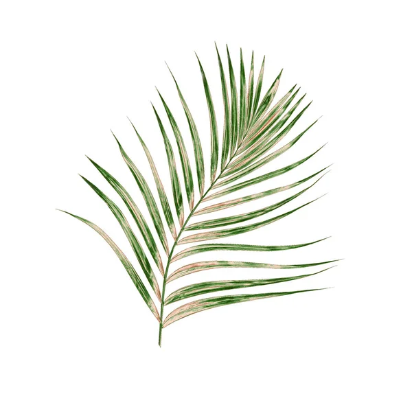 Beyaz arkaplanda izole edilmiş yeşil palmiye yaprakları