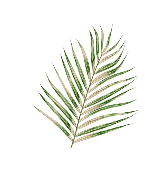 Beyaz arkaplanda izole edilmiş yeşil palmiye yaprakları