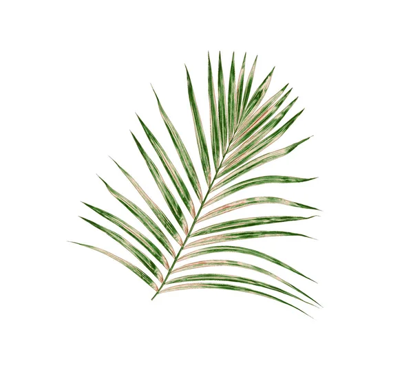 Beyaz arkaplanda izole edilmiş yeşil palmiye yaprakları