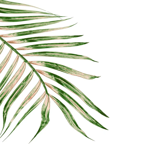Beyaz arkaplanda izole edilmiş yeşil palmiye yaprakları